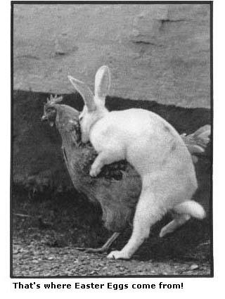 Where Easter Eggs Come From
